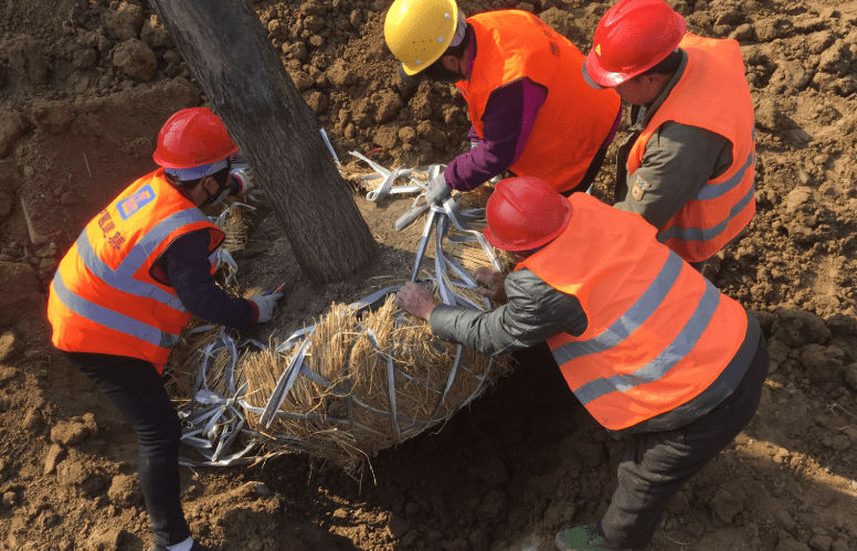 公园刚移栽的落叶乔木总是光秃秃的原来是为了减少蒸腾