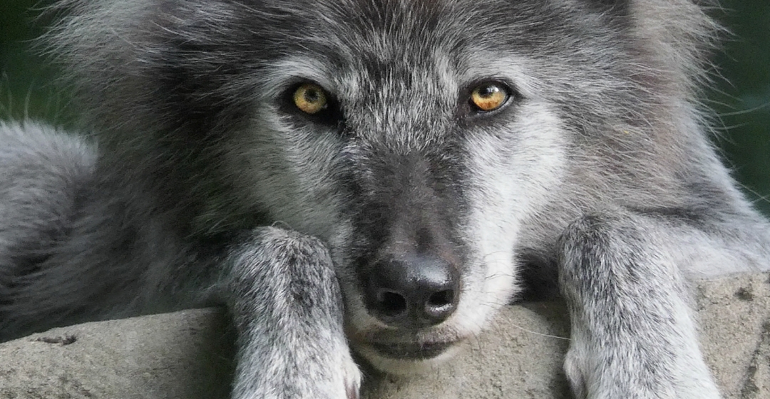 鬼哭的声音真的有狼叫吗 67b19b570be9423b9975b88e3e04f107.jpeg