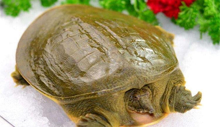 对身体健康非常友好的甲鱼 野生甲鱼吃起来十分鲜美,和鸡肉、鹿肉、牛肉