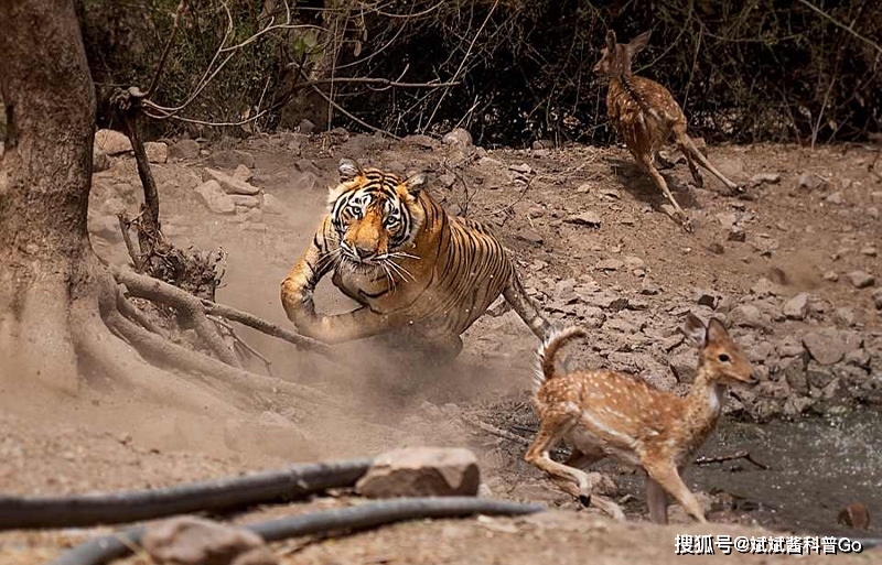 只有动物园的老虎会爬树？错了，野外的老虎爬树本领同样强