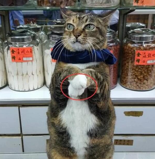 啥叫撸猫 74edb0de9f3140cfbcecece7ea443436.jpeg