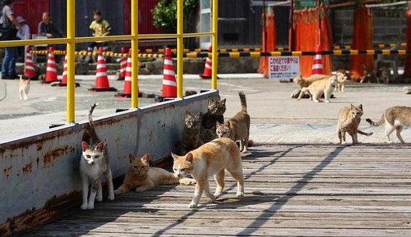 日本最特别的岛屿：拥有五万只猫咪，不仅能抓老鼠还能下海捕鱼