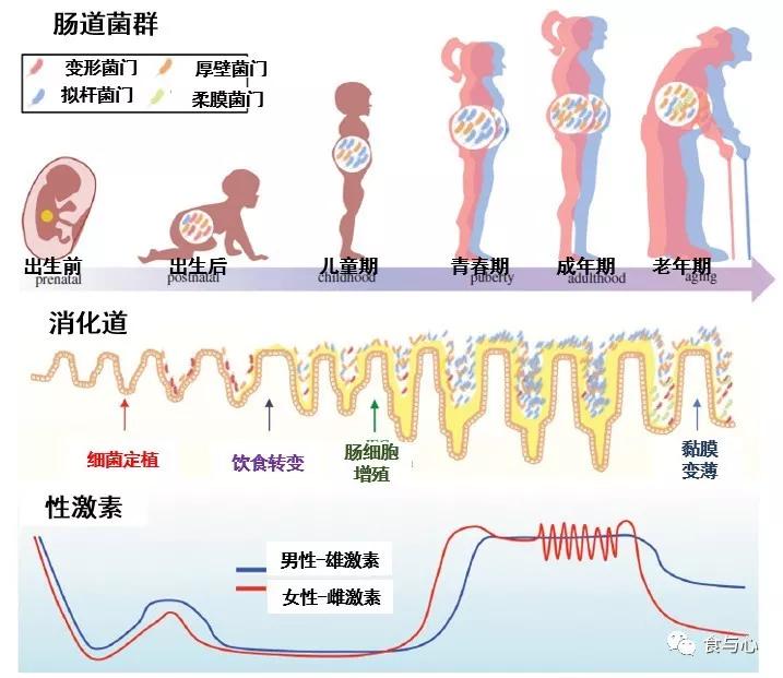 肠道|肠漏，你必须知道的热知识（三）