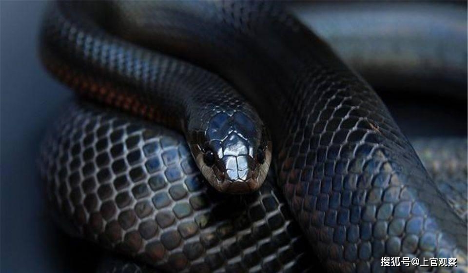 梦境解析,面对有毒的黑蛇与被咬与反击的深层寓意 梦境解析,面对有毒的黑蛇与被咬与反击的深层寓意