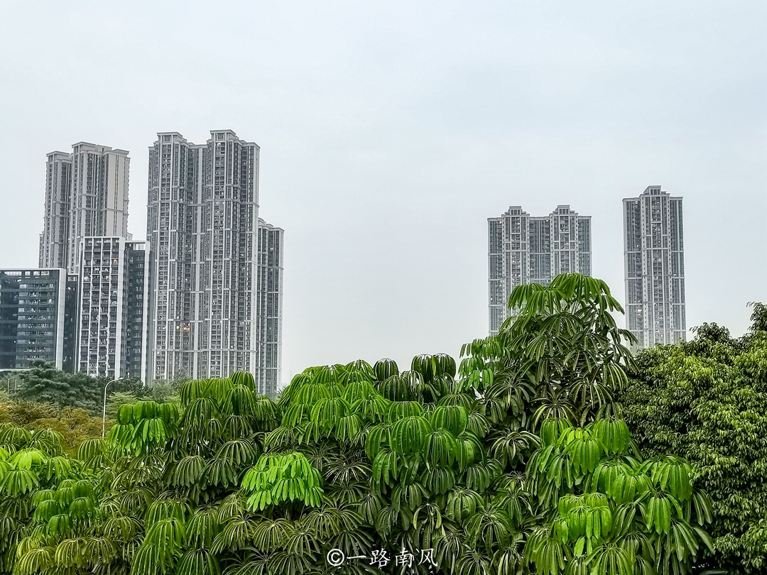 高楼|广州崛起一座高楼林立的新城，距离市中心32公里，周边还是农田