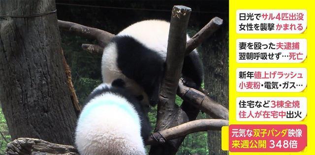 日本推出熊猫屁屁主题写真集，满屏都是圆滚滚毛茸茸
