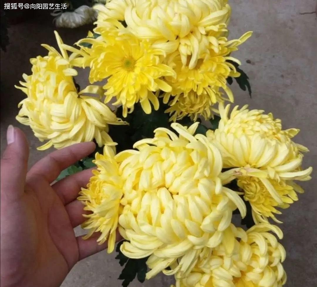 中国5大经典名花 别再养外国花了 本土的花也很好看 开花也很美 花卉 牡丹花 我国