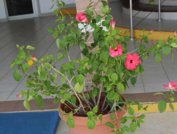 种花盆里就能保持常年开花的大红花 没想要还有这么多花色 养护 土壤 温度