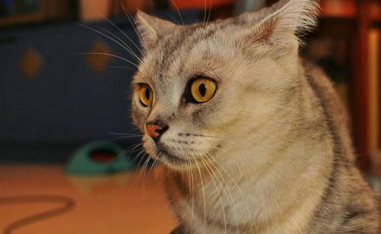 猫咪|养猫后的3大变化，只有铲屎官才能懂