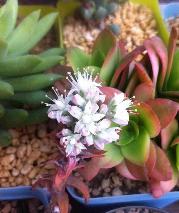 开花就死 的多肉真不少 看见花芽及时剪 不然立马死翘翘 进行 花苞 修剪