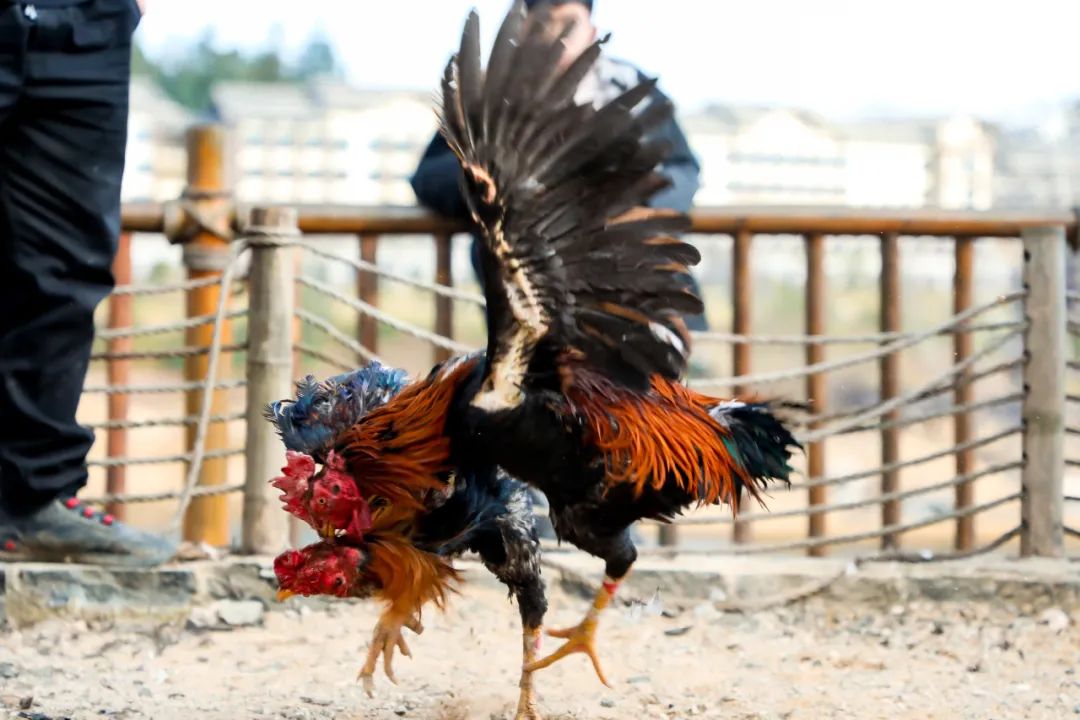 时间:1月22日-23日地点:斗鸡场探非遗·丹寨首届芒筒芦笙研讨会讲好