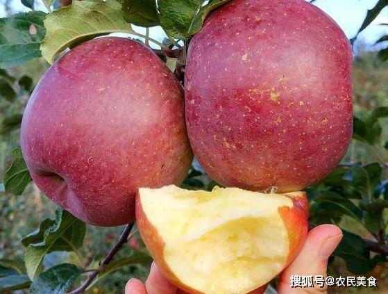 中国最好吃的苹果得属这4个地方产的，口感脆甜多汁，个个冰糖心