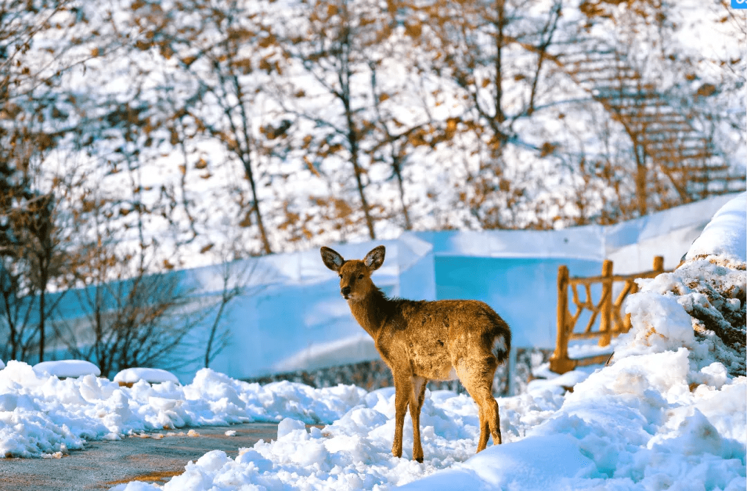 穿越|冬游济南｜赏年俗、看非遗、趣玩雪，一秒穿越到东北，欢乐过大年！