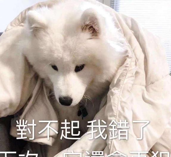 猎犬这些狗心眼很大，换了主人也不会伤心，你养错了吗？