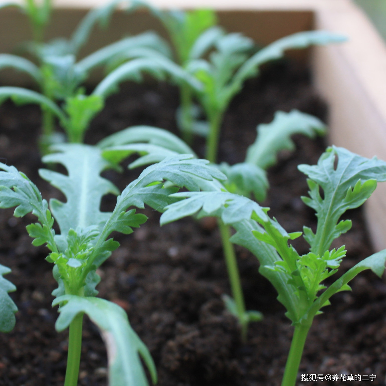冬天冻不死,冰天雪地也能吃,不怕菜价疯涨_种植_种子_茼蒿