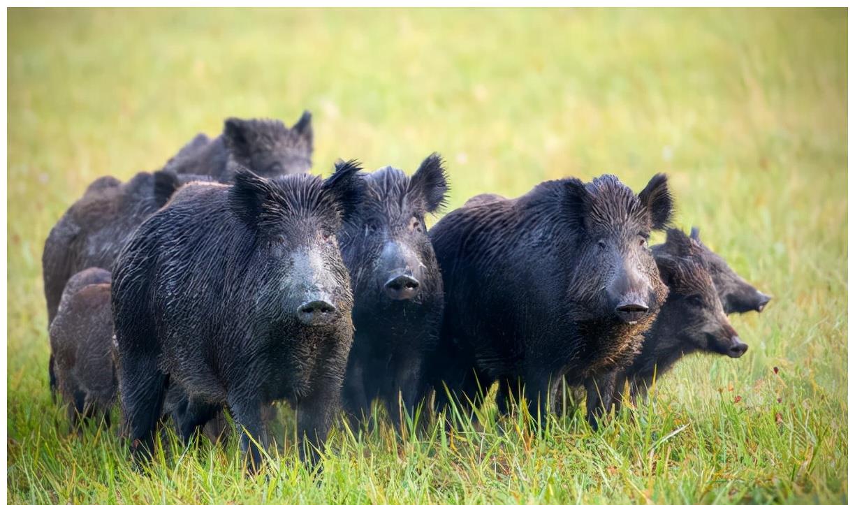 野猪_毒蛇_蟒蛇