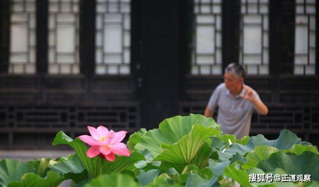 江苏淮安：清晏园，清代的河道总督署后花园，荷花绽放婉约可人