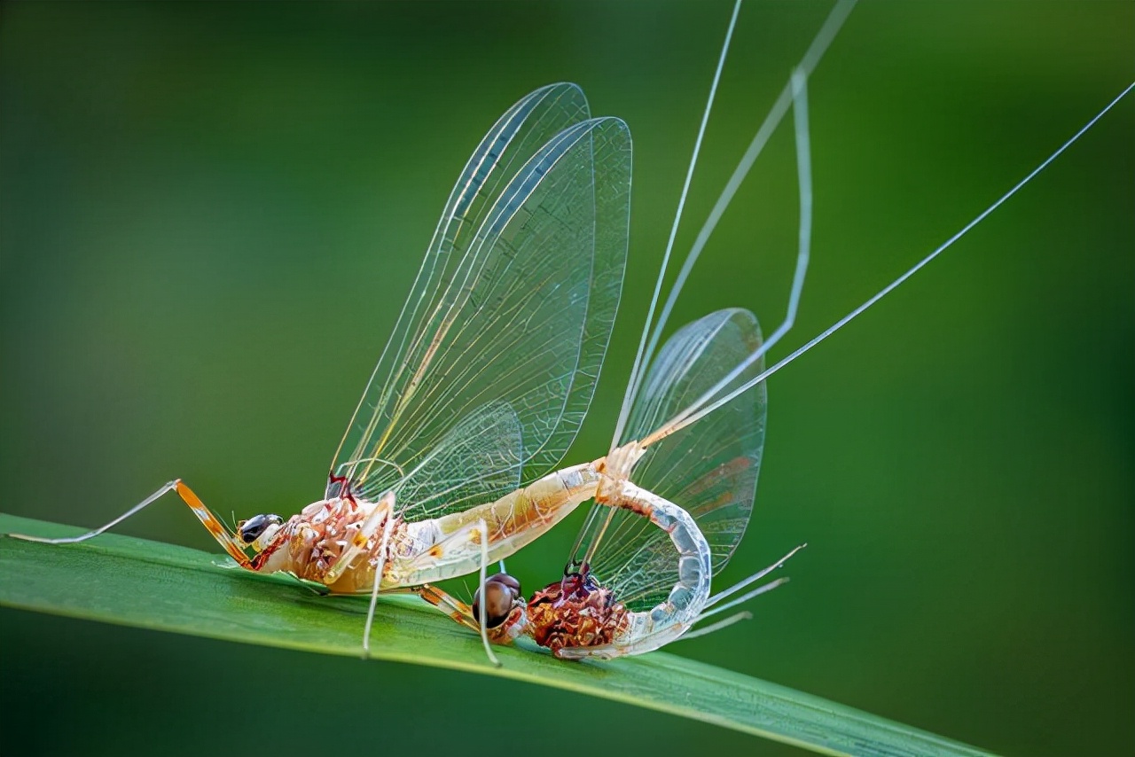 最早诞生于石炭纪,长大就只活一天,"朝生暮死"说的就是它_蜉蝣_生物