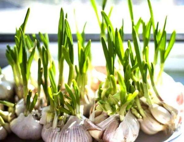 蒜什么时候发芽 9e7c2f88b41b4251b4fdf93430ec8899.jpeg