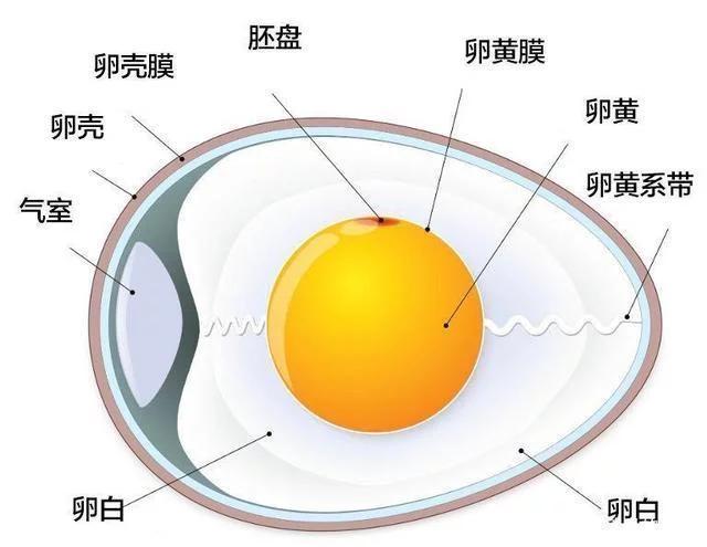 人体|84岁钟南山建议大家早餐多吃这2种食物，但很多人却偏偏不爱吃