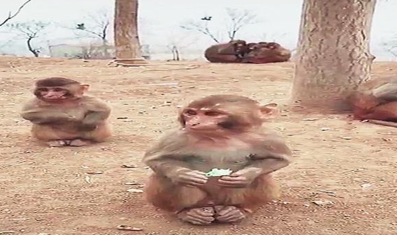 网友给小猴子一颗糖，被同伴抢走还不好意思要回来，好文静啊！