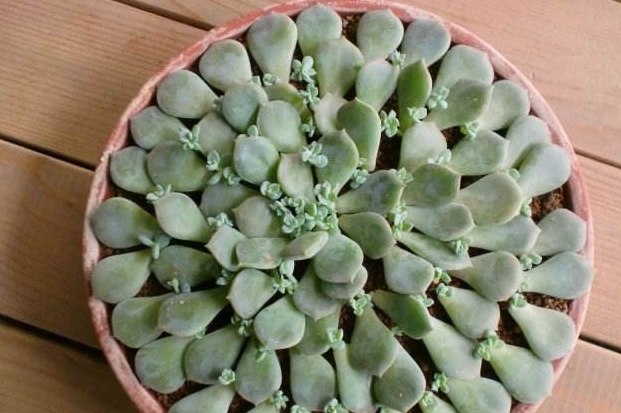 多肉植物养殖方法扦插过程 f6397c4c9d4e442bb97f1e4d5a427853.jpeg