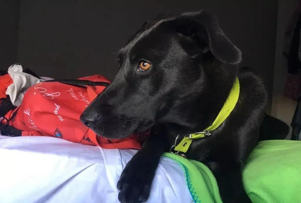 一网友斥巨资买了条拳师犬,狗子越长大越觉得奇怪._比特_品种_小时候
