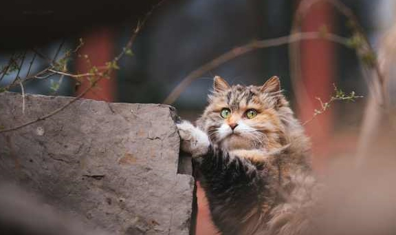 三花原来中华田园猫的种类这么多，橘猫上榜，狸花猫的颜值居然最高！