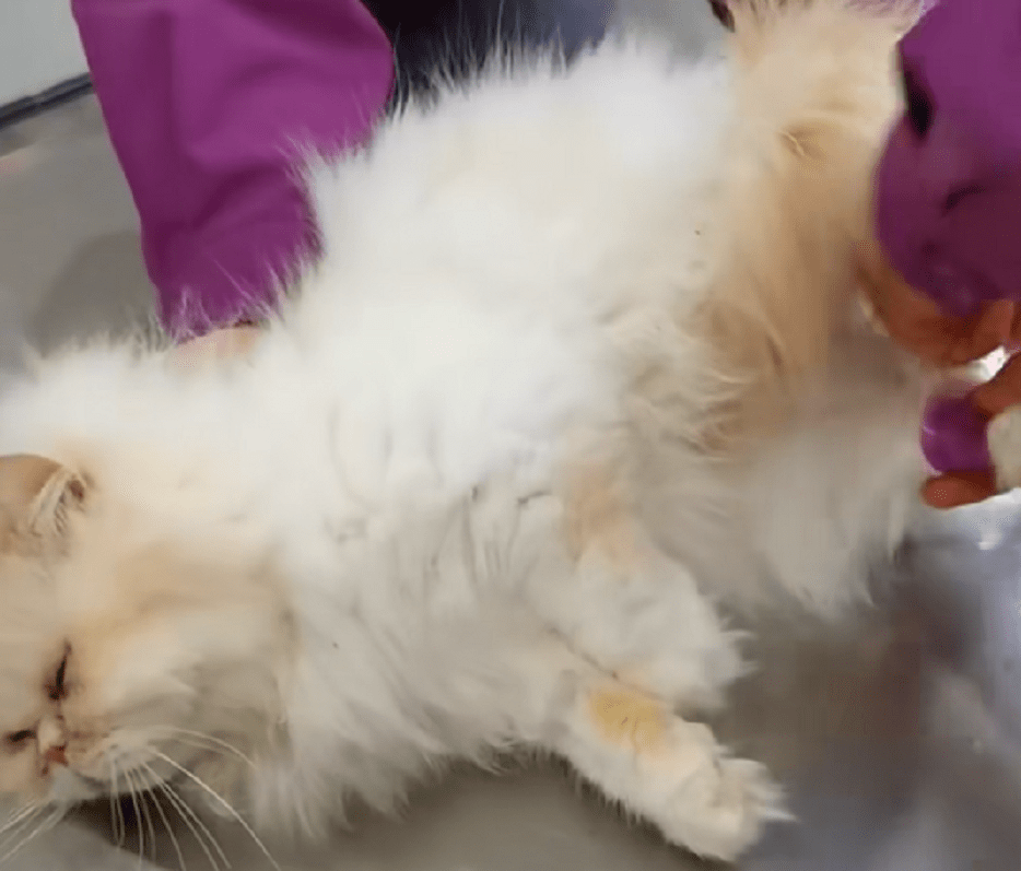 猫咪年前名贵加菲猫被遗弃，带到宠物医院后发现原因，幸好之后因祸得福