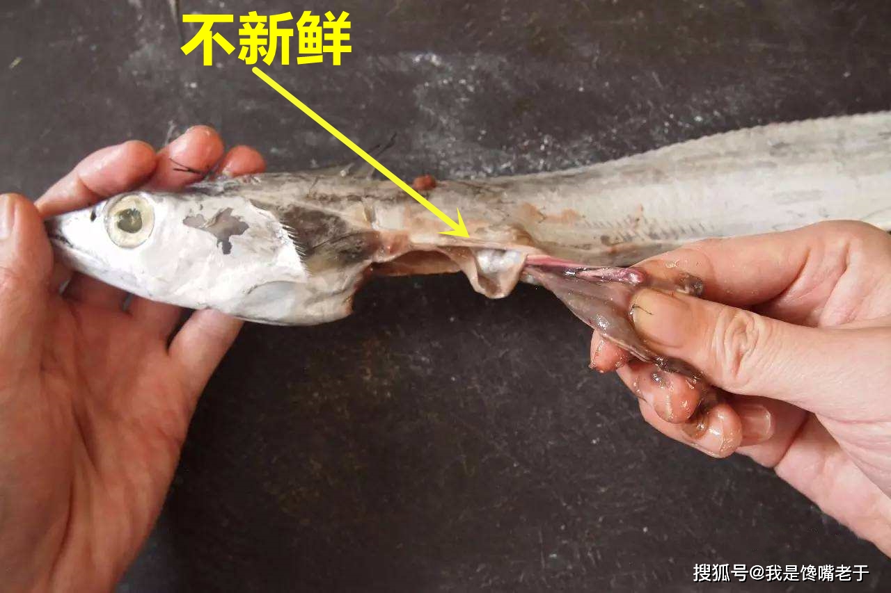 怎么识别好的带鱼 7b440fb202574e53a4db4430bbe89b03.jpeg