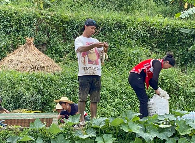 方式|红河岸边收稻谷：种田也太难了，完全是手工，要不要荒地外出打工