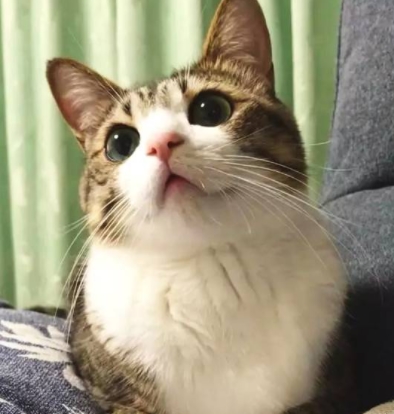 狸花猫的优点与缺点,能忍受这些缺点再考虑养它