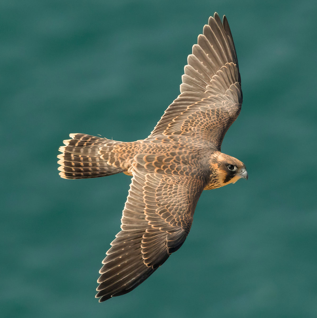 原创世界上速度最快的鸟类时速比高铁还快它是如何做到的