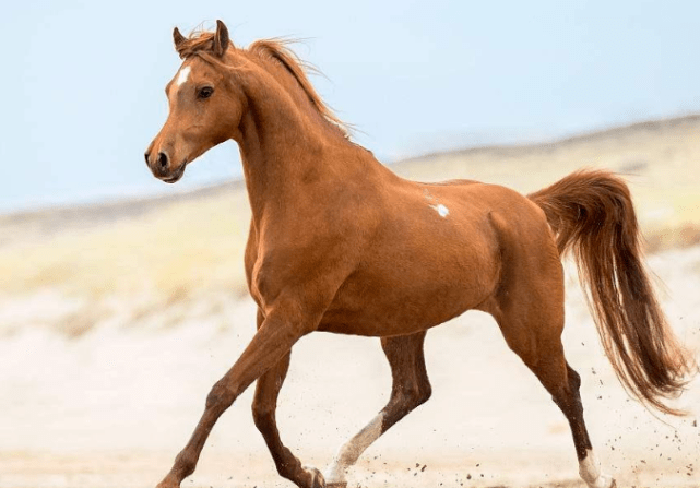 在接下来的几个月时间里,属马人将会吉星高照,而且还会迎来大好的财运