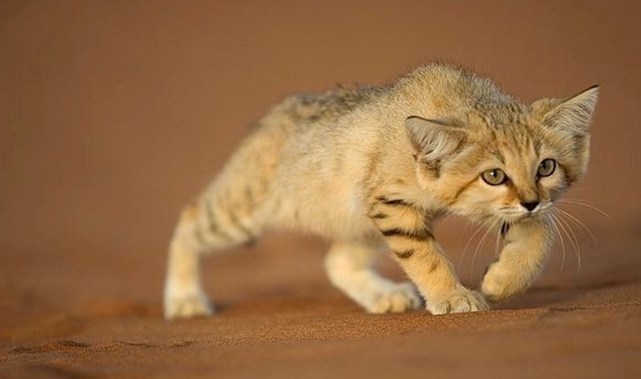 沙漠生存的猫 ac4a9103105f43758e1b02f82d2bd715.jpeg