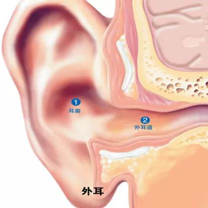 耳部解剖外耳