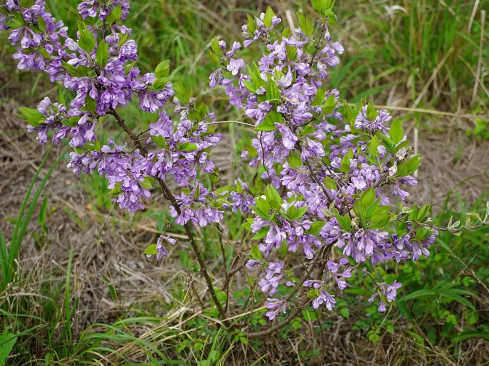农村人叫它"闷头花",毒性很强,儿时摘它卖钱,还可以扔水里捕鱼_芫花