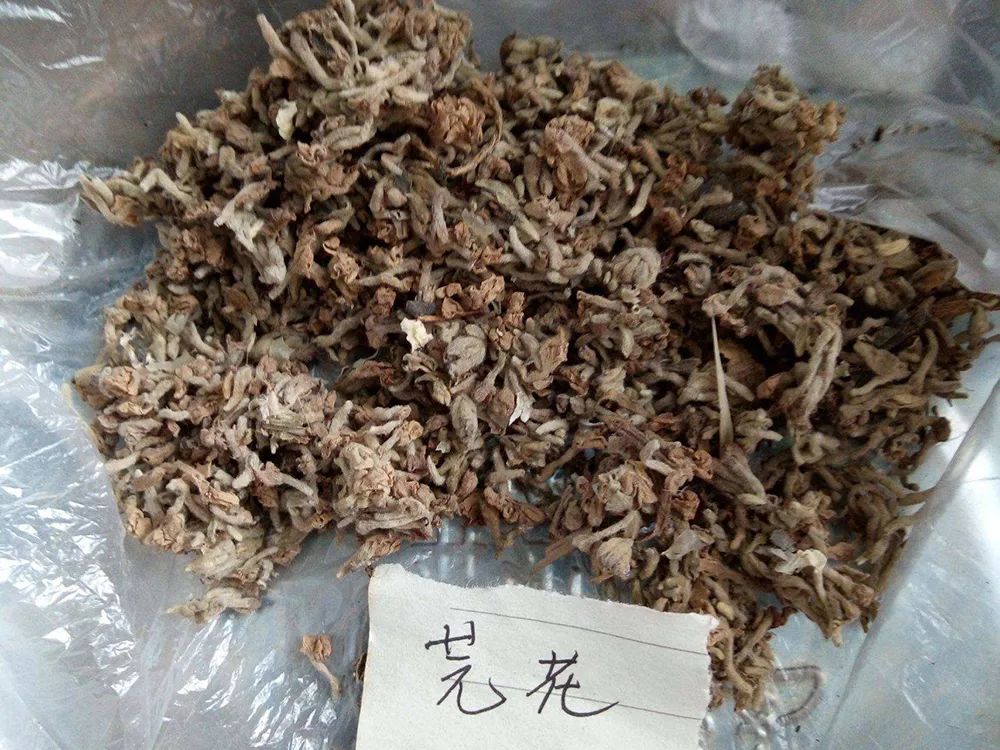 农村人叫它"闷头花",毒性很强,儿时摘它卖钱,还可以扔水里捕鱼