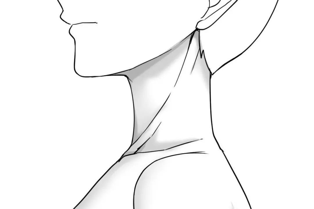 脖子结构素描图片