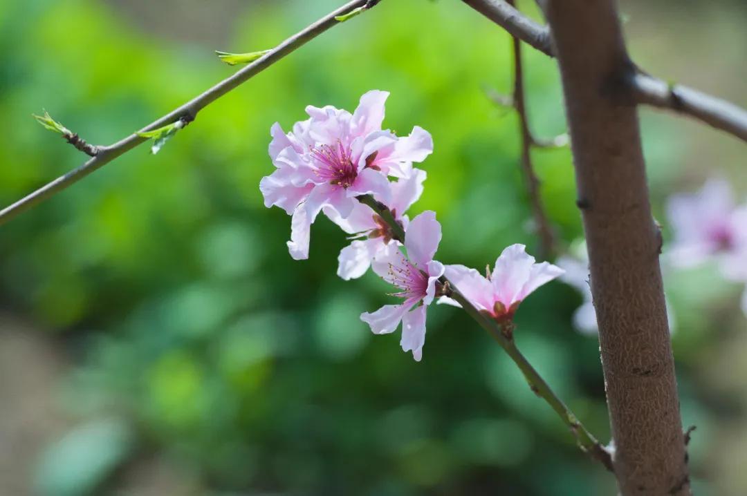 雍阳|赏花进行时：雍阳桃花开满乡村振兴之路