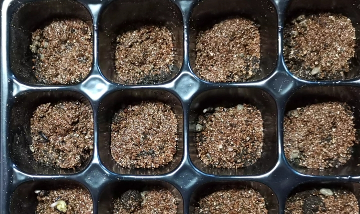 多肉种子怎么发芽图解 14995761439043d6821b2fce7617620e.jpeg