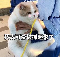 什么|原来养猫会得这些“病”，为什么养的人还是那么多？