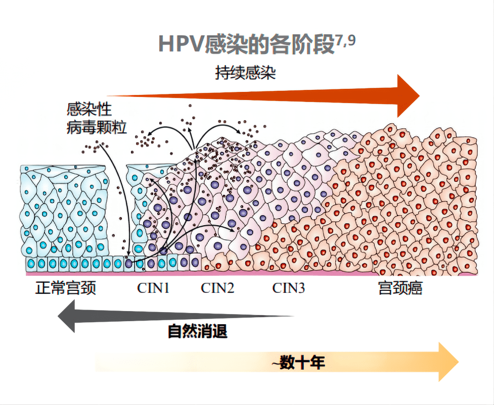 人乳头瘤病毒结构图图片