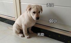 意思|狗狗“舔人”很脏?其实并不是,舔你是有原因的