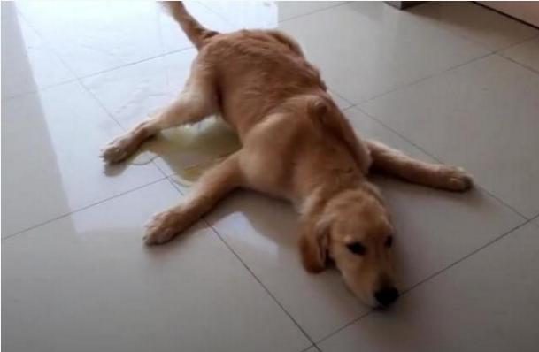 怎么教狗狗趴 8a2ff80ab44b44b1bab20f575038b24c.jpeg