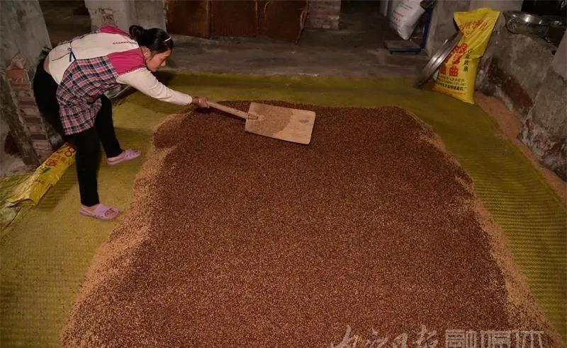 内江|内江“神奇”!民间土酿高粱酒,每年外卖三万斤——