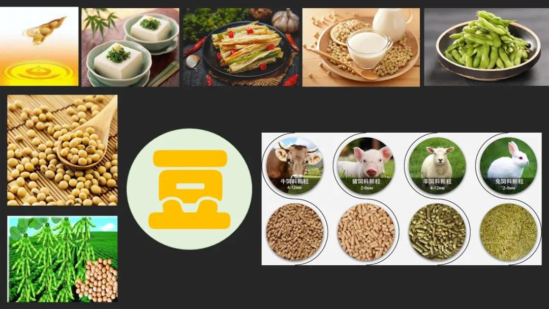 田志喜豆之道破解大豆危机的困局