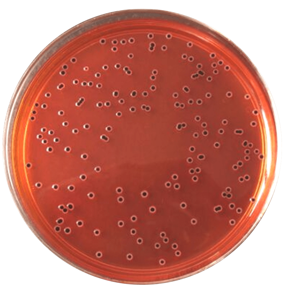 红色毛癣菌菌落图片