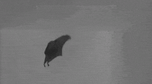 3516536b69d04d419eef9add38cf9784.gif