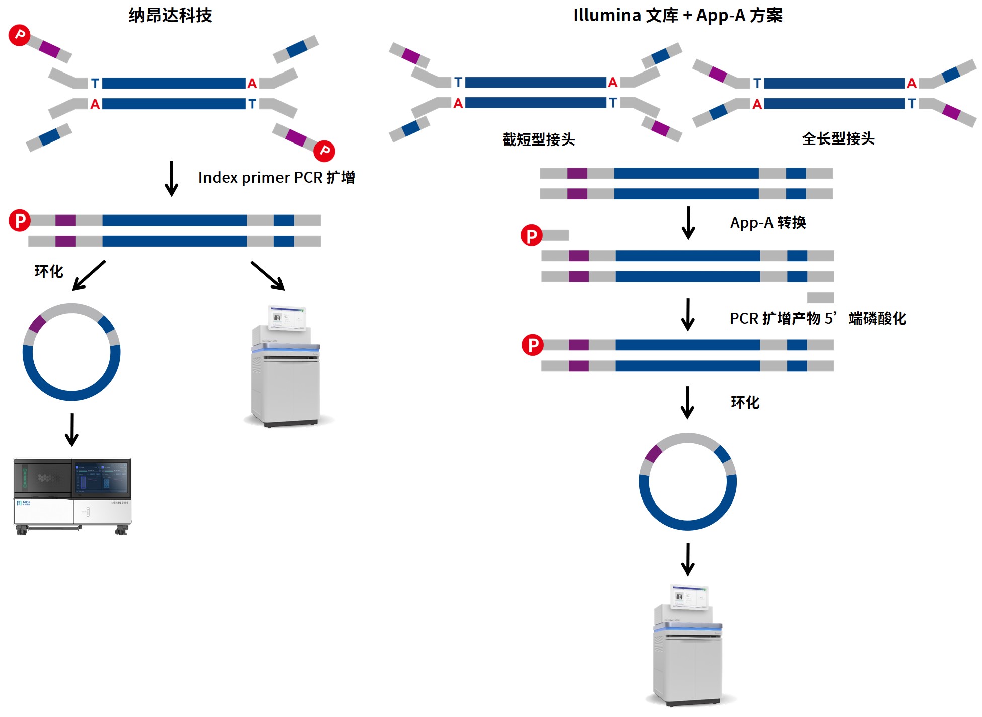 新品上线 双平台 (MGI & Illumina) 通用接头来了！ 企业动态 丁香通